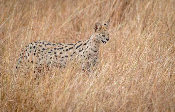 Картинка охотник, дикая природа, Serval