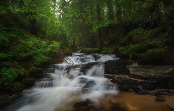 Лес, заросли, водопад