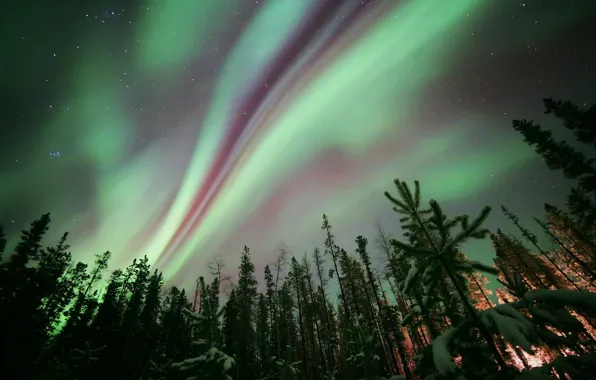 Лес, звезды, деревья, ночь, природа, северное сияние, Aurora Borealis