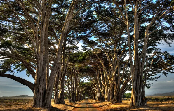 Дорога, деревья, пейзаж