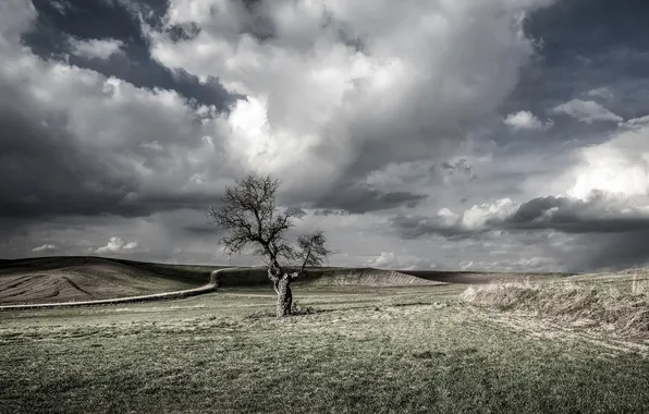 Поле, деревья, природа