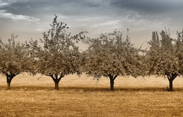Поле, деревья, пейзаж