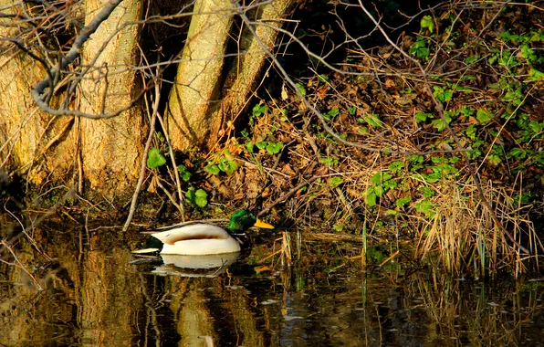 Bird, water, duck