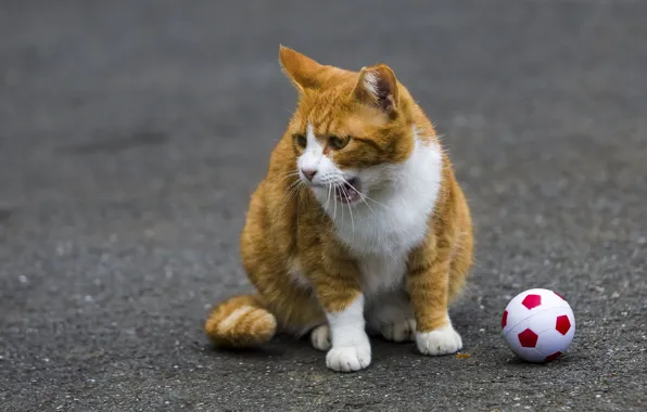 Кот, рыжий, мячик