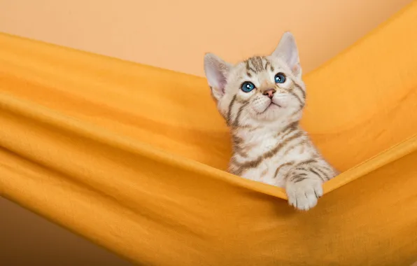 Кошка, взгляд, поза, котенок, малыш, гамак, ткань, мордашка