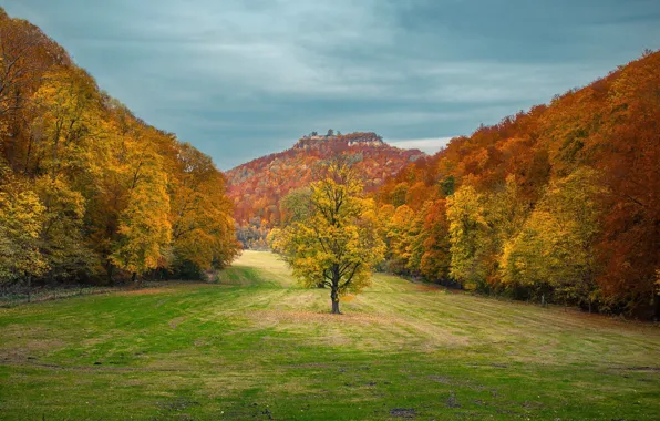 Картинка forest, sky, trees, nature, tree