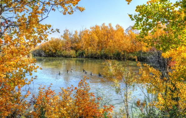 Картинка осень, небо, деревья, озеро, утки