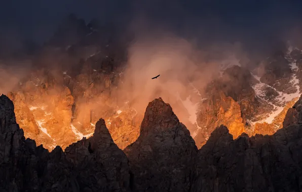 Картинка свет, горы, туман, птица