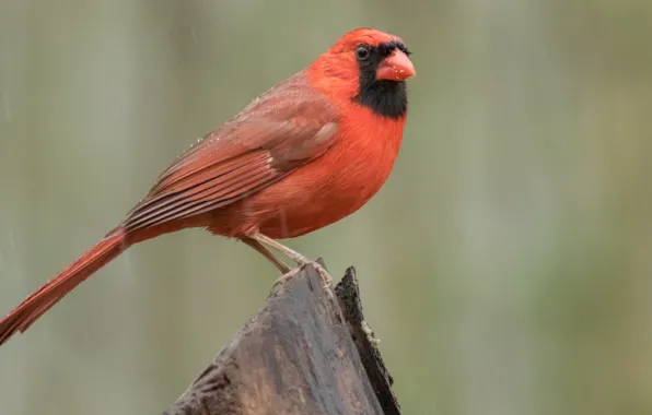 Птицы, кардинал, красный кардинал