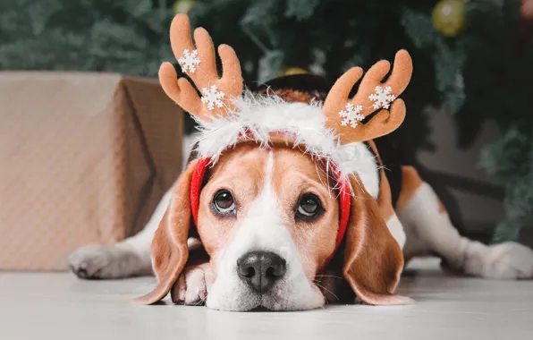 Картинка снежинки, праздник, елка, рождество, собака, рога