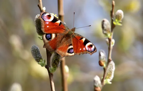 Бабочка, крылья, весна, верба