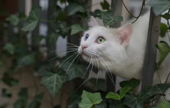 Картинка листья, забор, белый кот