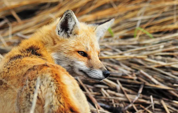 Взгляд, оранжевый, хищник, лиса, firefox, fox, рыжая лиса