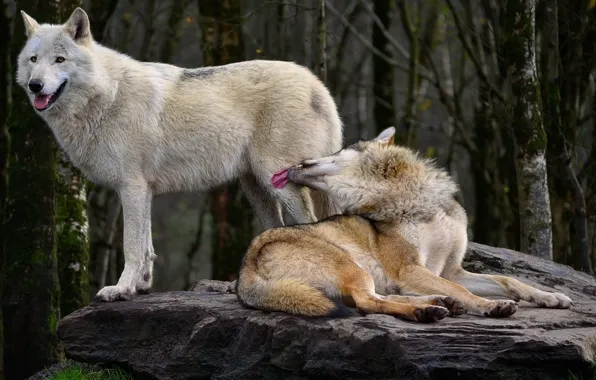 Картинка nature, predator, animal, wolf, wildlife, portrait, portrait., Canis lupus. face