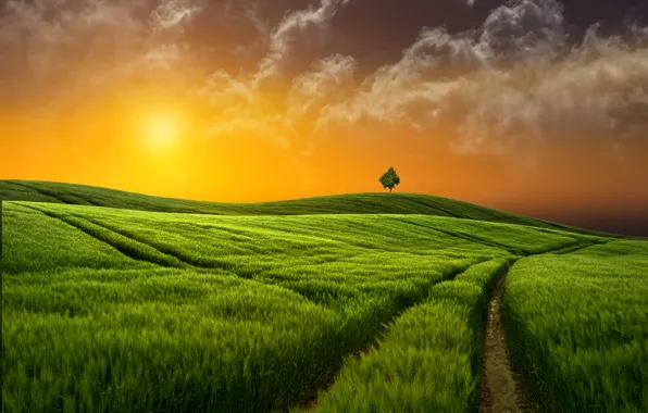 Картинка поле, трава, закат, Природа