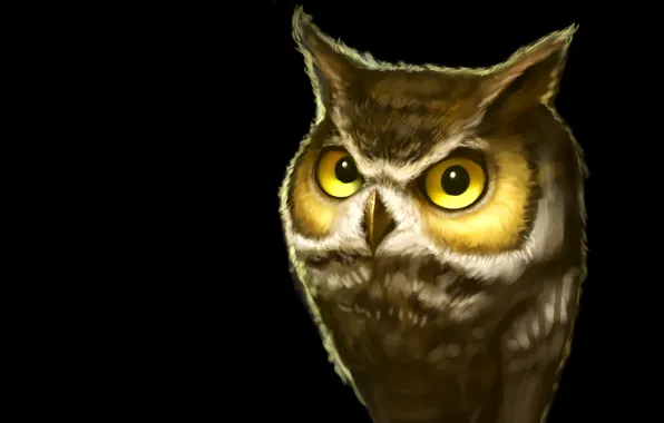 Темный фон, сова, птица, owl