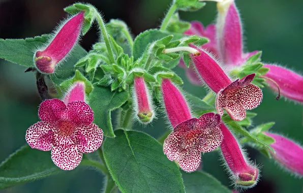 Листья, цветы, кустик