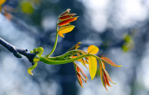 Spring, leaf, twig