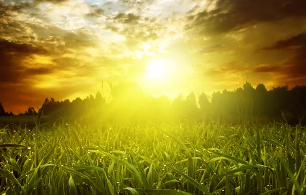 Картинка зелень, поле, лето, небо, трава, солнце, облака, лучи
