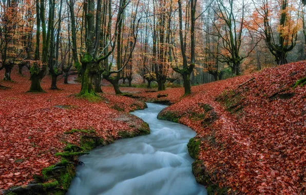 Картинка осень, вода, деревья, природа, листва, поток, Испания