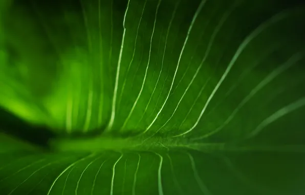 Зелень, линии, Растение