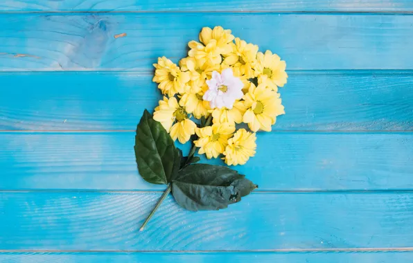 Цветы, фон, желтые, хризантемы, yellow, wood, flowers, spring