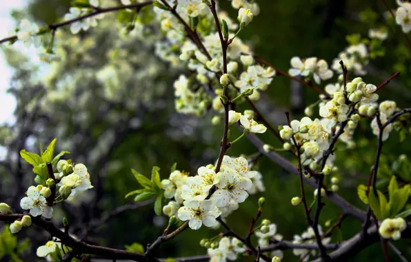 Белый, цвет, вишневый, Cherry, White, Blossom