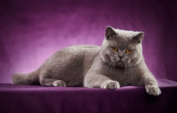 Кошка, портрет, фотосессия, Британская короткошёрстная кошка