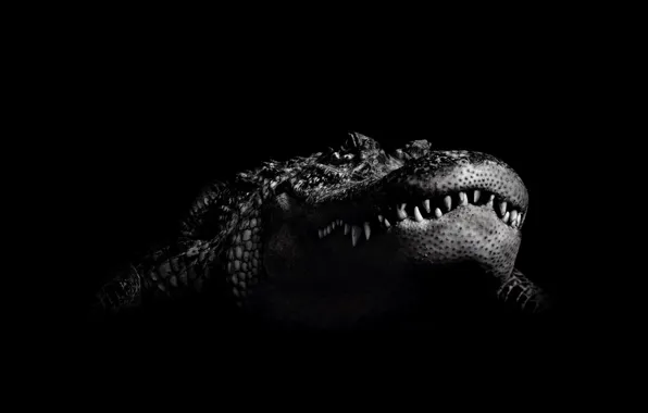 Картинка черно-белый, крокодил