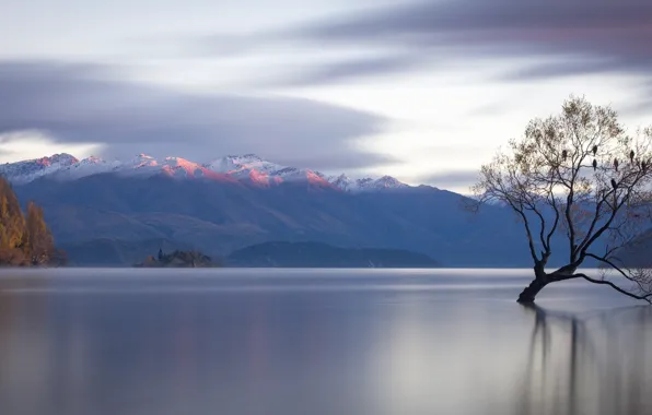 Горы, озеро, дерево, Новая Зеландия, панорама, New Zealand, водная гладь, Lake Wanaka