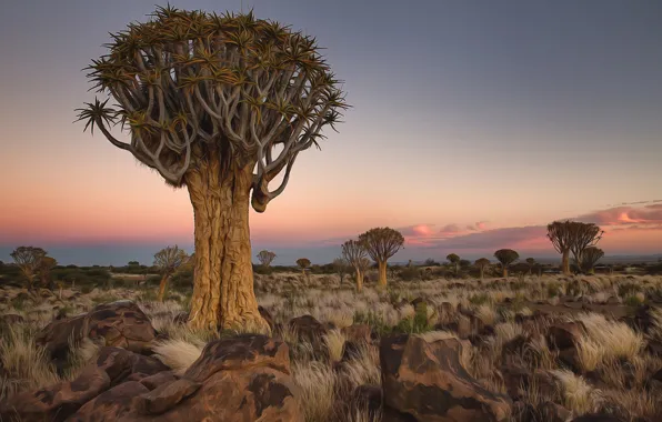 Деревья, пейзаж, камни, Африка, Намибия