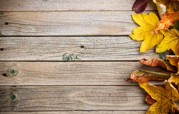Фон, дерево, colorful, wood, texture, autumn, leaves, осенние листья