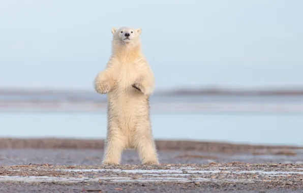 Картинка медведь, Аляска, белый медведь, стойка, полярный медведь