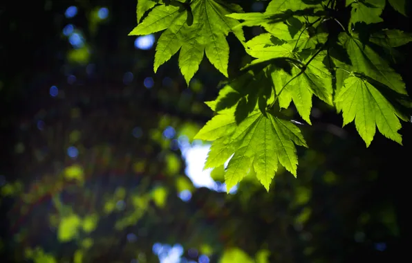 Картинка листья, макро, зеленый, фон, widescreen, обои, размытие, листик
