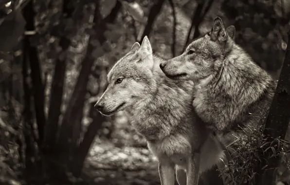 Картинка nature, face, animal, wolf, wildlife, head, fur, mammal