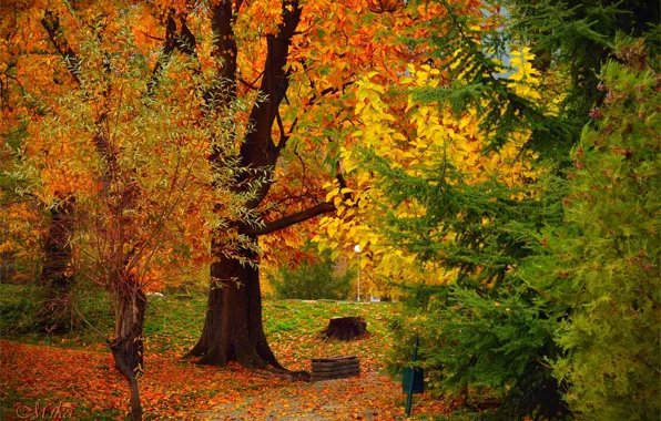 Картинка Осень, Деревья, Fall, Листва, Autumn, Colors, Trees