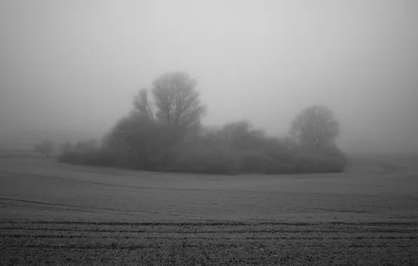 Картинка поле, туман, дерево, куст