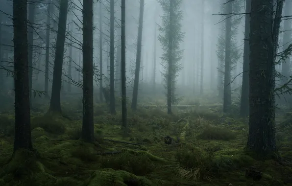 Лес, деревья, природа, туман, мох