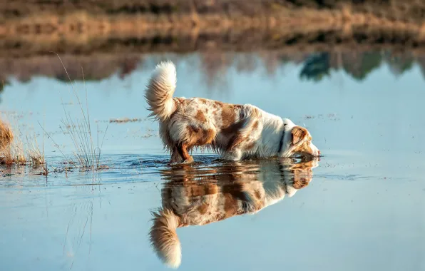 Картинка взгляд, река, друг, собака