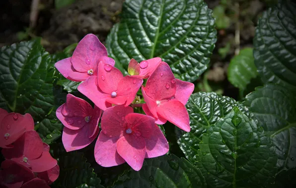 Капли, макро, цветы, розовые, Flowers, pink, leaves, macro