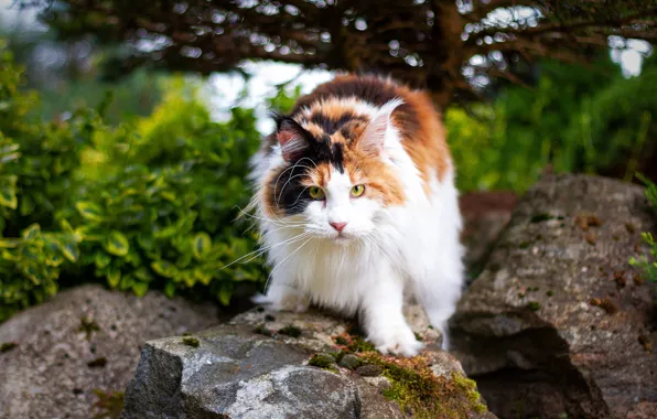 Кошка, кот, природа, камни, дерево, сад, кусты, мейн-кун