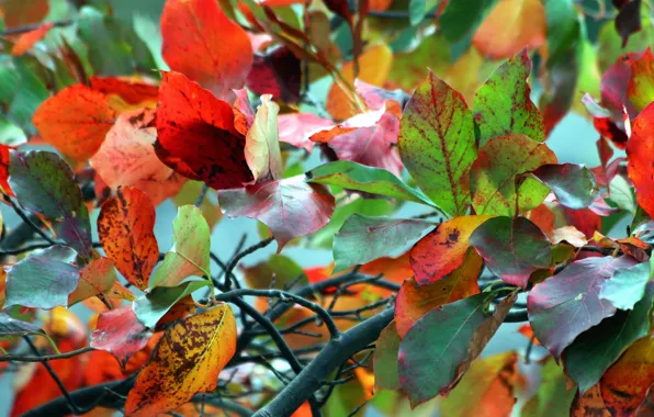 Картинка осень, листья, макро, ветки