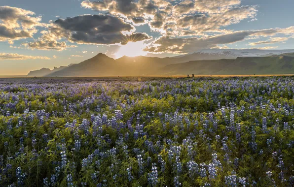 Картинка свет, природа, утро, Lupine Field