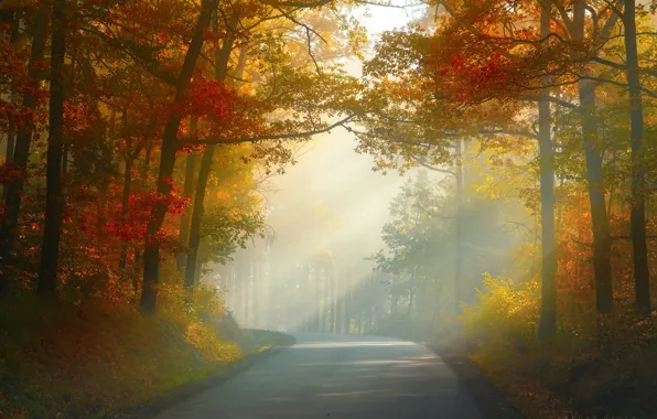 Картинка дорога, осень, лес, деревья, Природа, Чехия, Zan Foar
