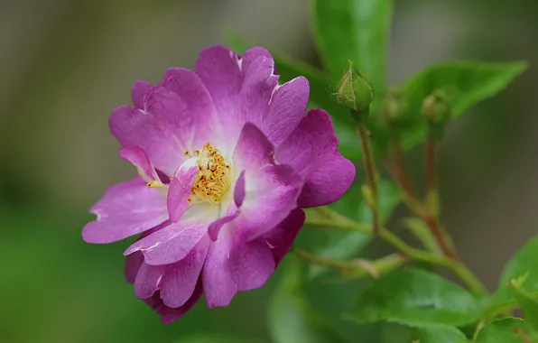 Картинка Макро, Роза, Rose, Macro