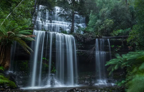 Картинка лес, водопад, Австралия, каскад, Australia, Tasmania, Тасмания, Mount Field National Park