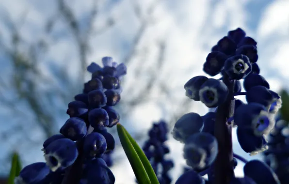Небо, Весна, Сад, Беларусь, Мускари, Синева, Гроздья