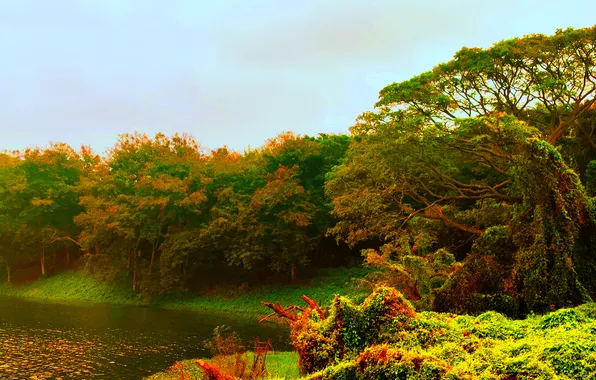 Sky, Grass, Water, Sunrise, Dawn, Morning, Lake, Trees