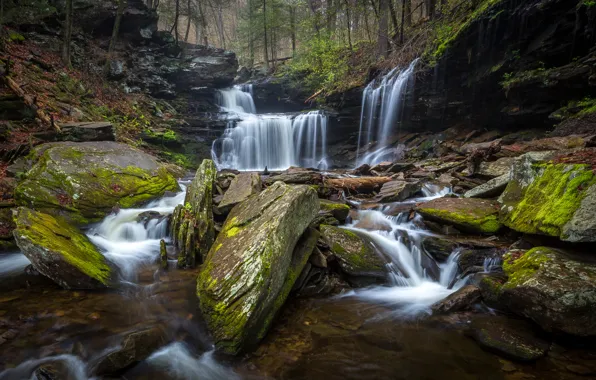 Лес, деревья, ручей, камни, водопад, мох, США, Ricketts Glen State Park