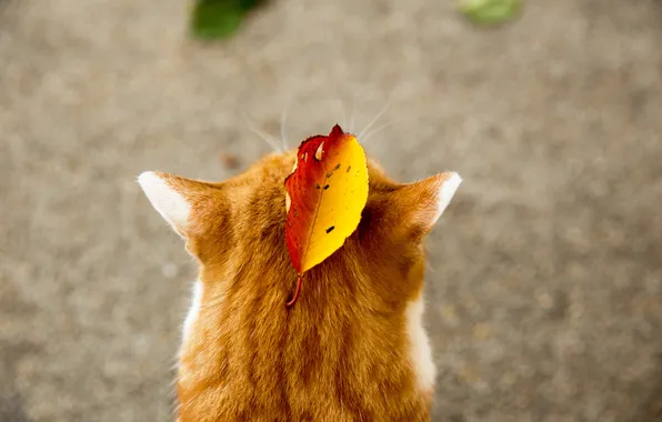 Картинка осень, кот, животное, листок, рыжий, уши